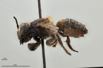 Media type: image;   Entomology 792139 Aspect: habitus lateral view